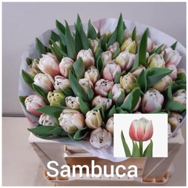 Tu Du Sambuca