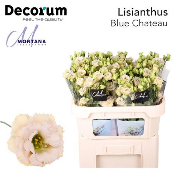 Eust G Blue Chateau Montana