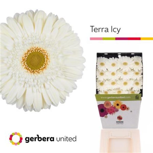 Ge Gr Diamond Terra Icy