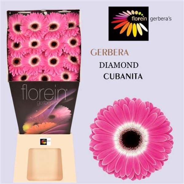 Ge Gr Diamond Cubanita
