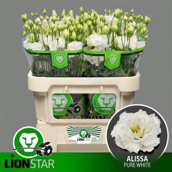 Eust G Alissa Pure White Lion