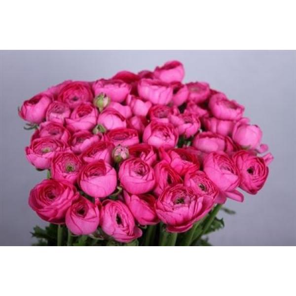 Ran Clooney Dark Pink Super