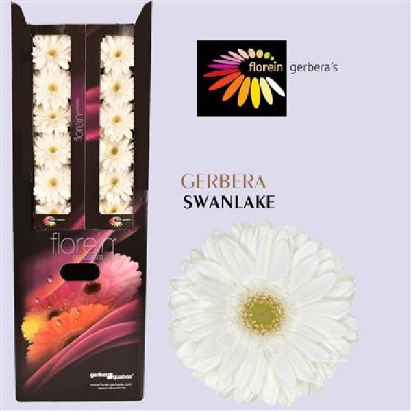 Ge Gr Aquabox Swanlake *80