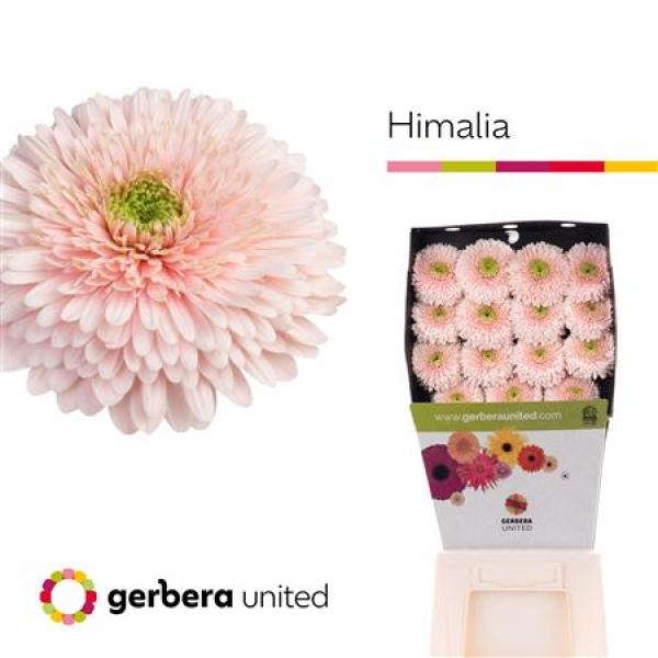 Ge Gr Diamond Pomponi Himalia