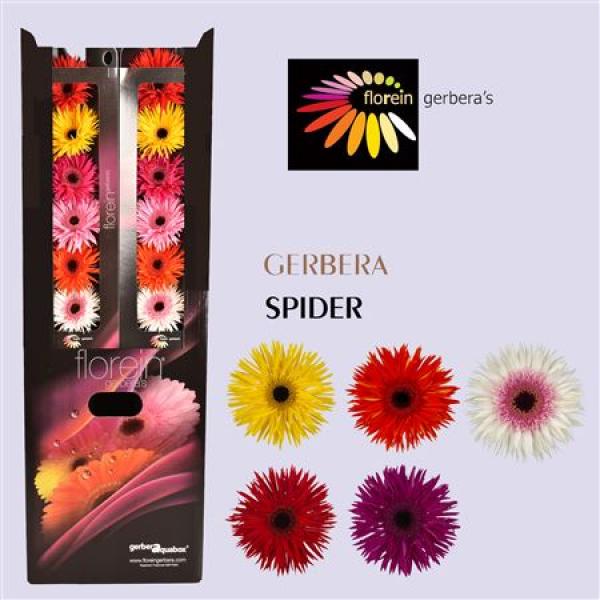 Ge Gr Aquabox Mix Spider *80