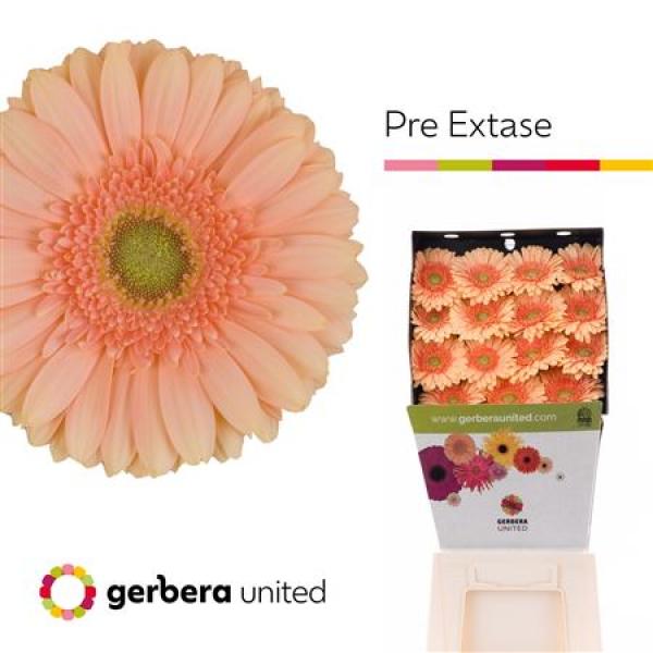 Ge Gr Diamond Pre-extase