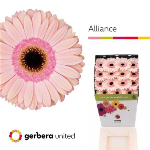 Ge Gr Diamond Alliance