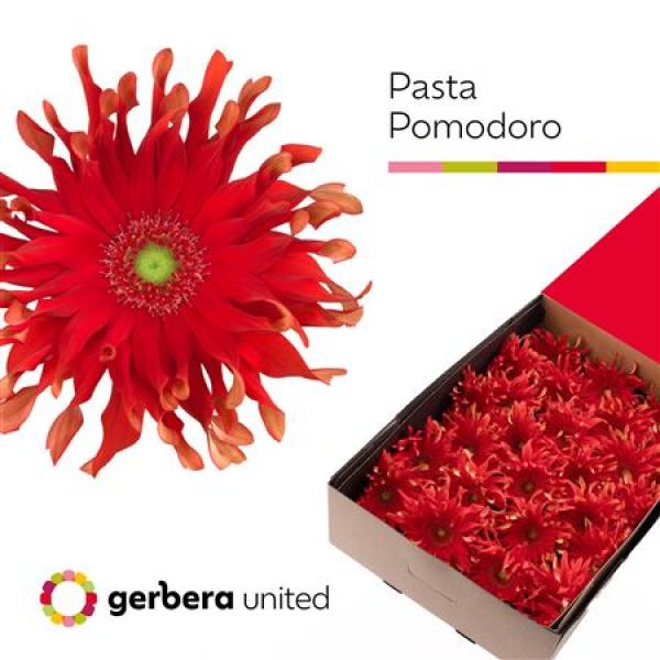 Ge Gr Box Pasta Pomodoro