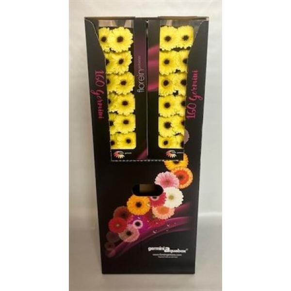 Ge Mi Aquabox Small Surfer *160