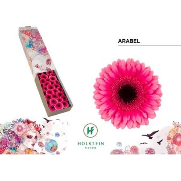 Ge Mi Box Arabel Holstein