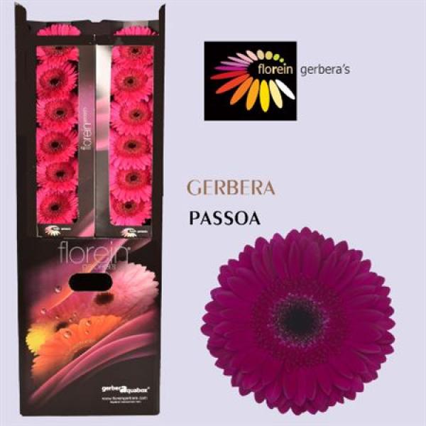 Ge Gr Aquabox Passoa *96