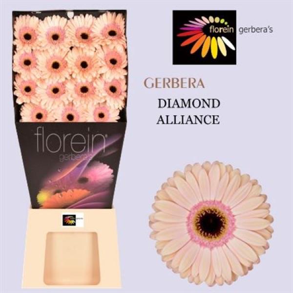 Ge Gr Diamond Alliance