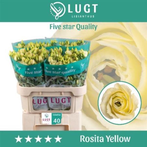 Eust G Rosita Yellow Lugt