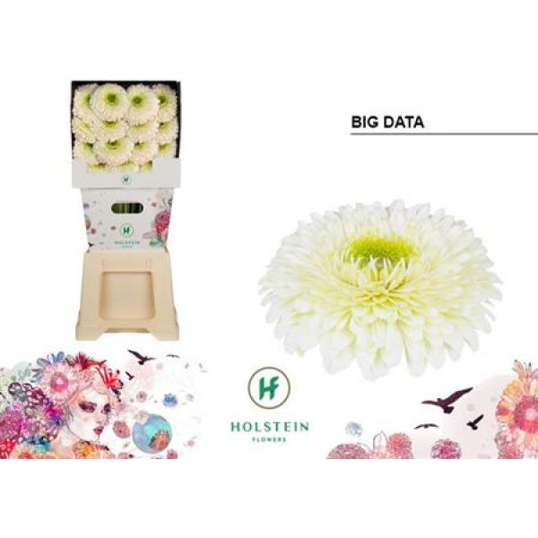 Ge Gr Diamond Pomponi Big Data Holstein