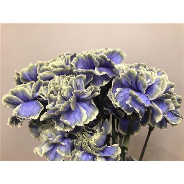 Dianthus St Dyed Purple Fresh