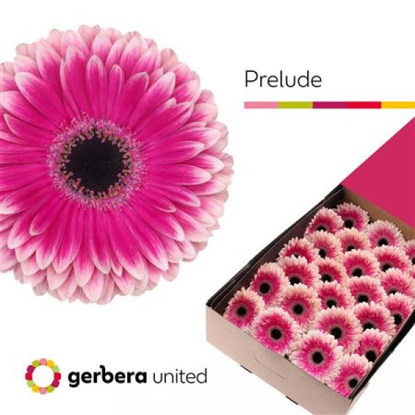 Ge Gr Box Prelude