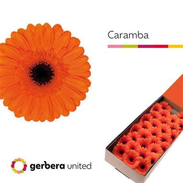Ge Mi Box Caramba