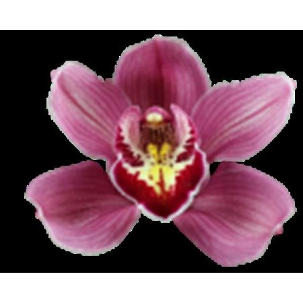 Cymb  Ov Dark Pink *6