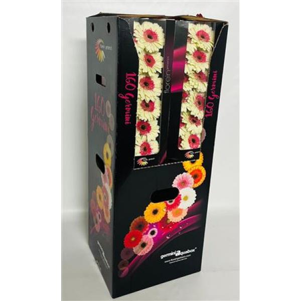 Ge Mi Aquabox Small Double Fun *160
