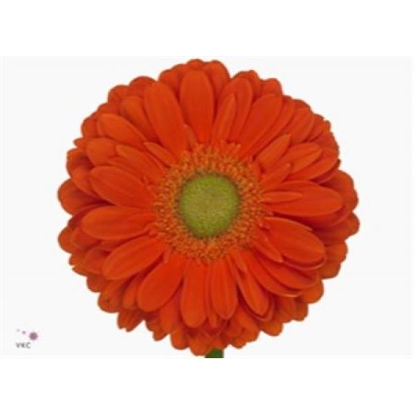 Ge Gr  Box Orange Green Center