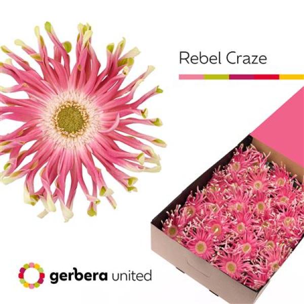 Ge Gr Box Pasta Rebel Craze