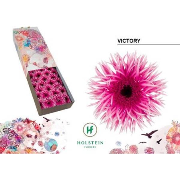 Ge Gr Box Spider Victory Holstein