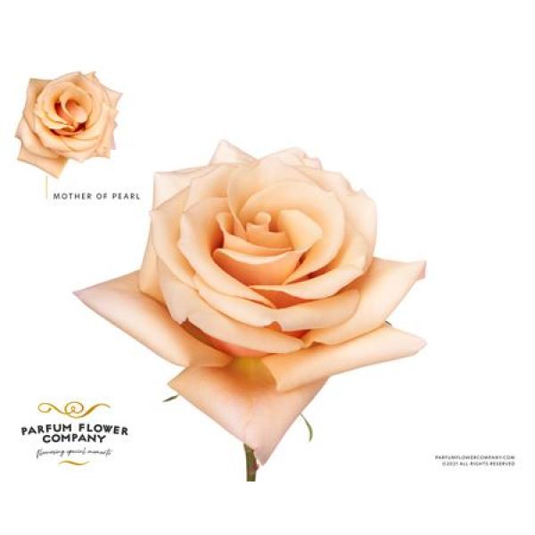 Rosa Garden Mother Of Pearl