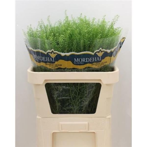 Thlaspi Green Bell