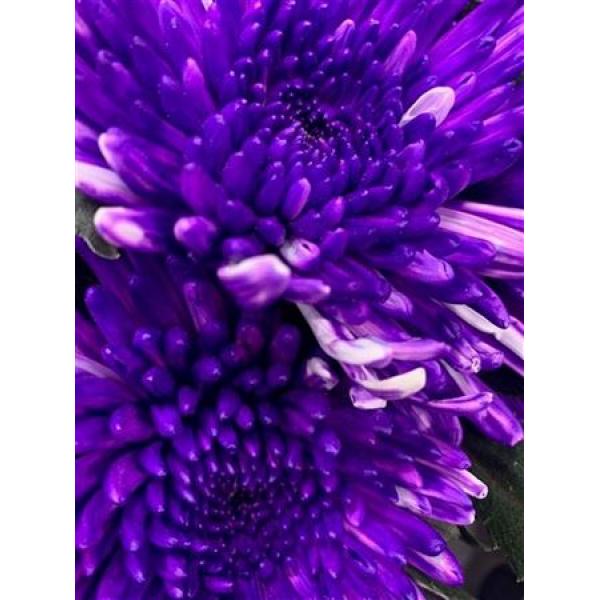 Chr Gr Topspin Dyed Milka