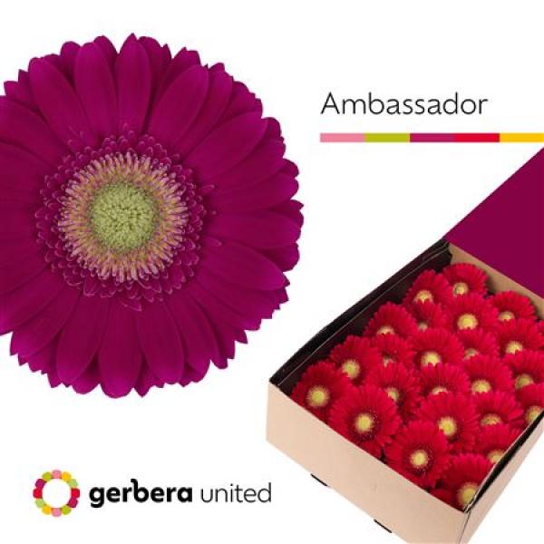 Ge Gr Box Ambassador