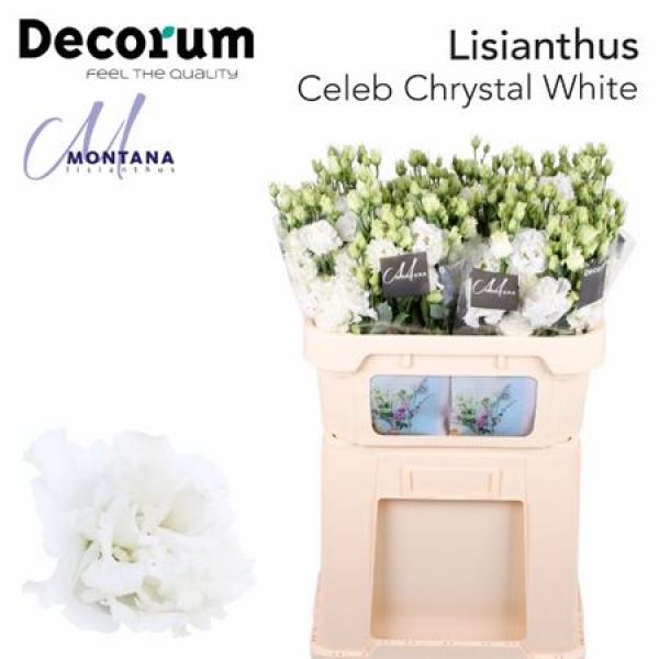 Eust G Celeb Chrystal Montana