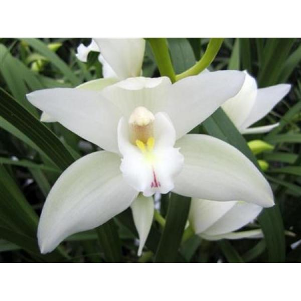 Cym Mini White *15
