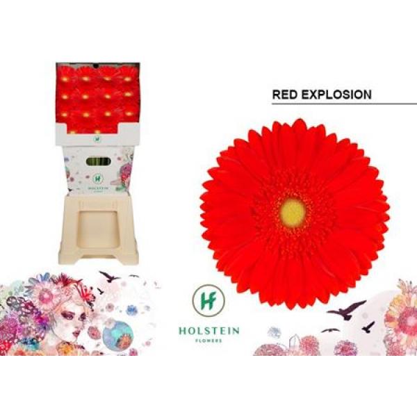 Ge Gr Diamond Red Explosion Holstein
