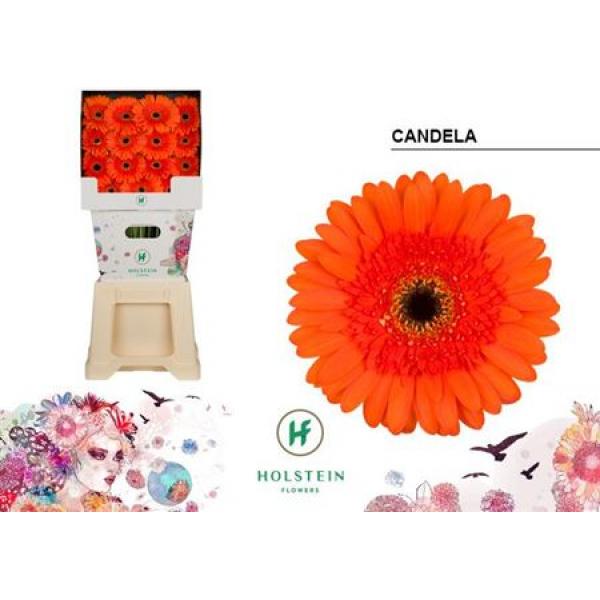 Ge Gr Diamond Candela Holstein