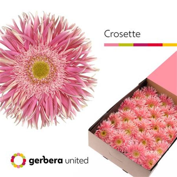Ge Gr Box Spider Crossette