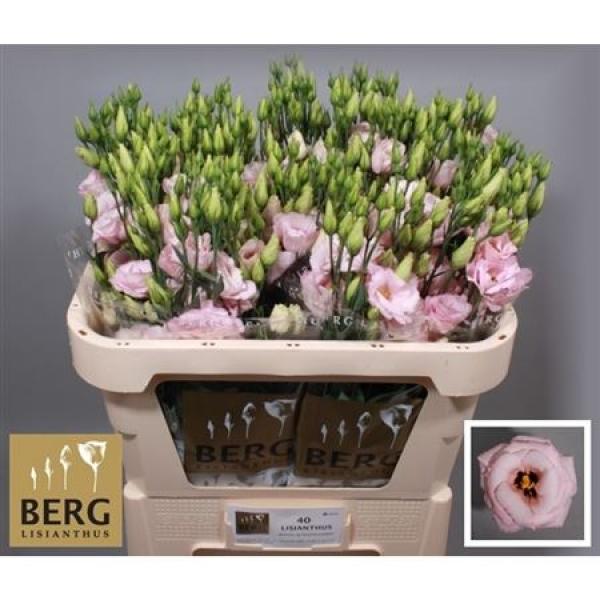 Eust G Lisanne Light Pink Berg