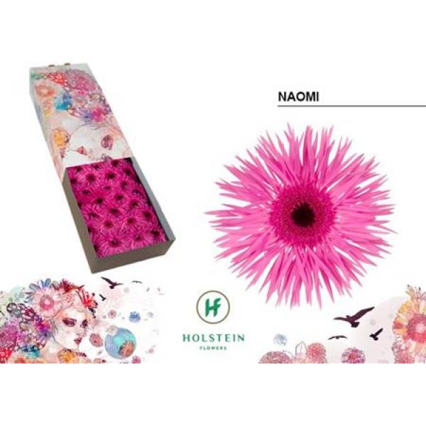 Ge Gr Box Spider Naomi Holstein