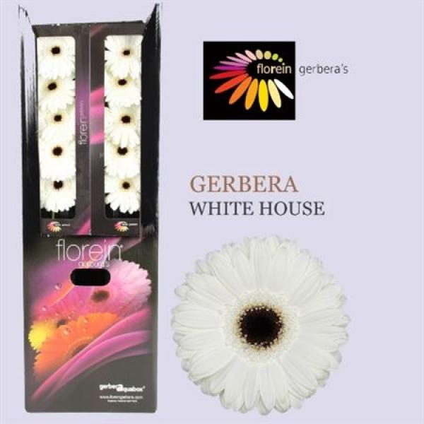 Ge Gr Aquabox White House *96