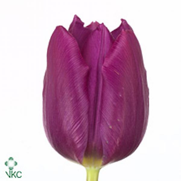 Tu  En Purple Extra