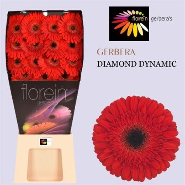 Ge Gr Diamond Dynamic