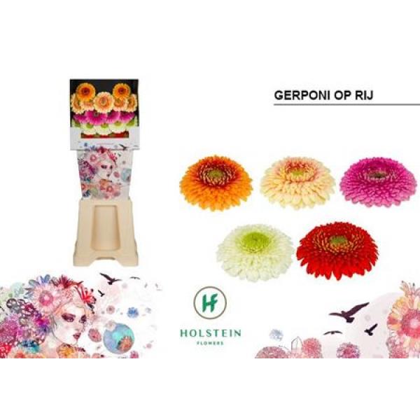 Ge Mi Diamond Pomponi Mix On Row