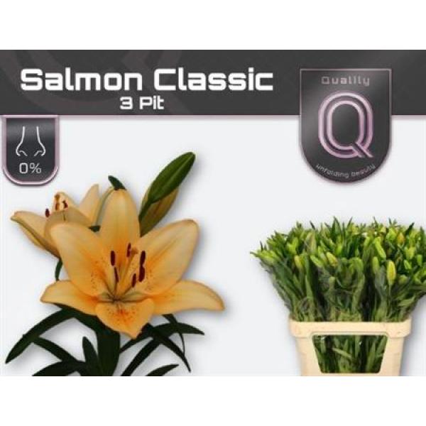 Li  La Salmon Ex