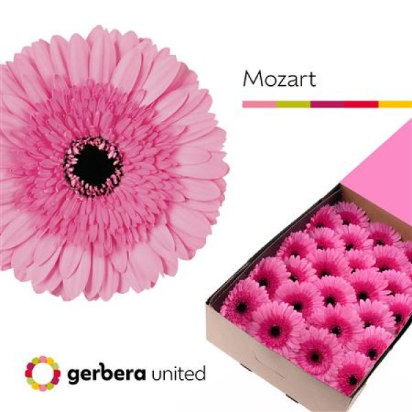 Ge Gr Box Mozart