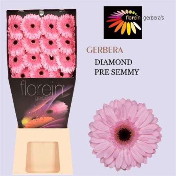 Ge Gr Diamond Pre - Semmy