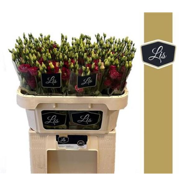 Eust G Arosa Red Lis