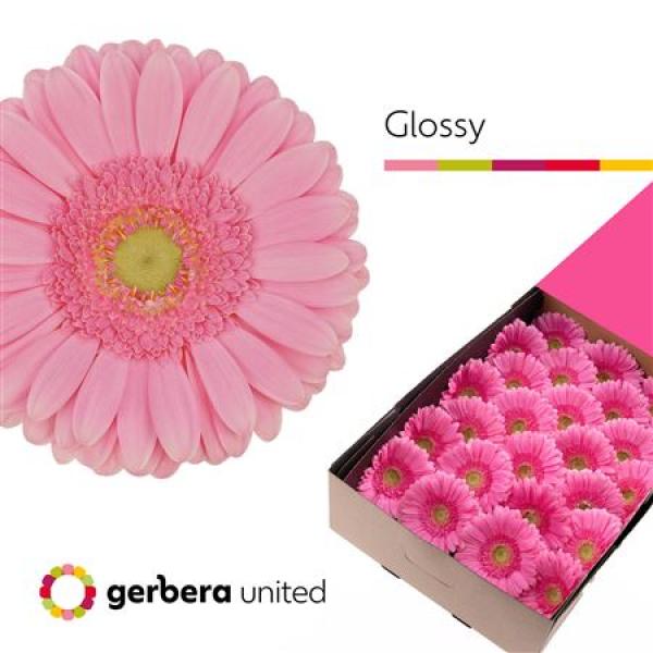Ge Gr Box Glossy