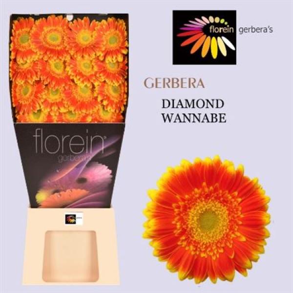 Ge Gr Diamond Wannabe