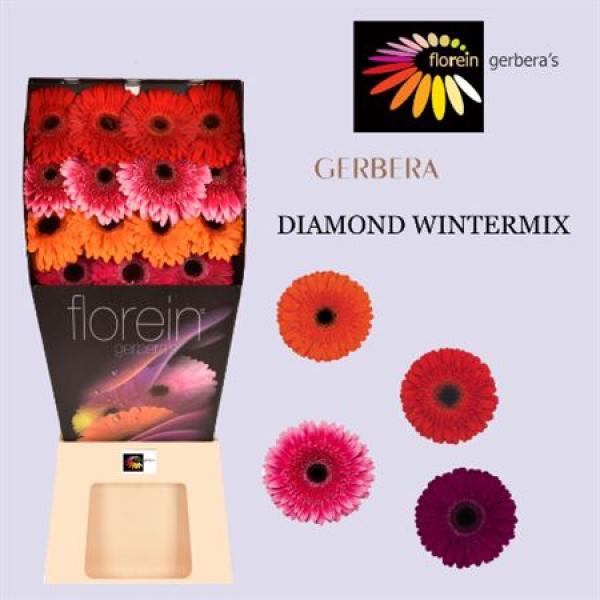 Ge Gr Diamond Mix Winter