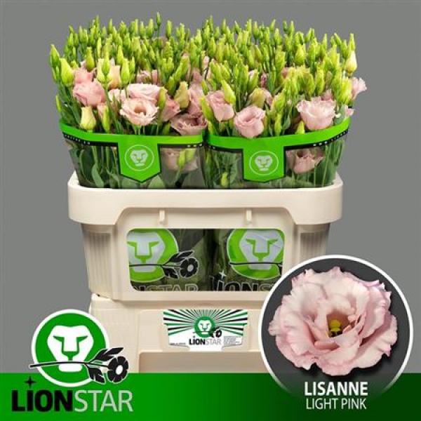 Eust G Lisanne Light Pink Lion