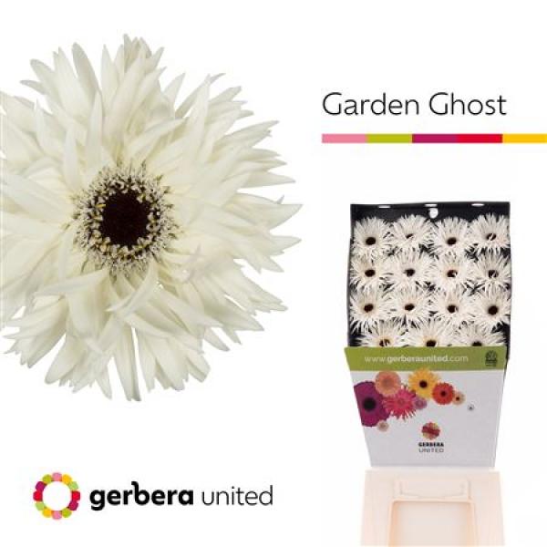 Ge Gr Diamond Spider Garden Ghost